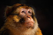 Barbary macaque (Macaca sylvanus) in the cedar and oak forests of the Moyen Atlas, Morocco, December