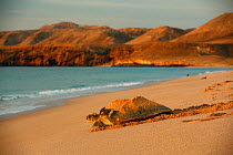 Green sea turtle (Chelonia mydas) heading back to sea after laying eggs on the beach, sunrise,  Ras Al-Jinz Turtle Reserve, Ash-Sharkiyah, Oman, November.
