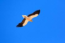 Egyptian vulture (Nephron percnopterus) adult in flight in Wadi Shab in the Western Al Hajar mountains, Batinah, Oman, November