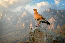 Egyptian vulture (Neophron percnopterus) adult with the Haggeher mountains in the background, Socotra Island, Yemen, March.