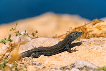 Lilford&#39;s wall lizard (Podarcis lilfordi) male sunning near the sea shore, Archipilago de Cabrera National Park, Balearic islands, Spain, May