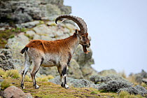 Walia ibex (Capra walie) male at 4,300 meters near Bwahit pass, Simien Mountains National Park, Amhara, Ethiopia, September