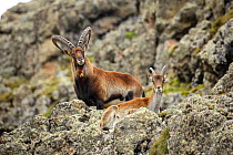Walia Ibex (Capra walie) male and female resting on a mountain ridge at 4,300 meters near Bwahit pass, Simien Mountains National Park, Amhara, Ethiopia, September