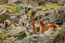 Walia Ibex (Capra walie) males fighting at 4,300 meters near Bwahit pass, Simien Mountains National Park, Amhara, Ethiopia, September