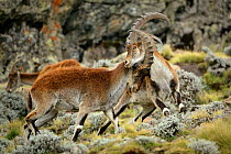 Walia Ibex (Capra walie) males fighting at 4,300 meters near Bwahit pass, Simien Mountains National Park, Amhara, Ethiopia, September
