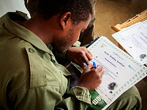 Guide signing the mountain gorilla sighting diplomas (Gorilla beringei beringei), Volcanoes National Park, Rwanda, July