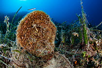 Fan Mussel (Pinna nobilis), National Marine Park of Alonnisos Northern Sporades, Greece. Critically Endangered species.