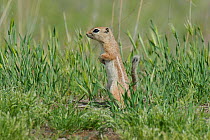 Nelson&#39;s Antelope Squirrel (Ammospermophilus nelsoni), Carrizo Plain National Monument, California, USA. Endangered species