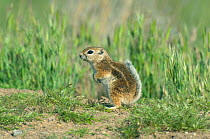 Nelson&#39;s Antelope Squirrel (Ammospermophilus nelsoni), Carrizo Plain National Monument, California, USA. Endangered species