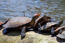 Yellow-spotted river turtles (Podocnemis unifilis) sunbathing, Tambopata National Reserve, Peru, South America. Vulnerable species