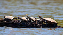 Group of yellow-spotted river turtles (Podocnemis unifilis) basking on log, Tambopata National Reserve, Peru, South America. Vulnerable species