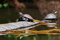 Two yellow-spotted river turtles (Podocnemis unifilis) basking on log, Tambopata National Reserve, Peru, South America. Vulnerable species