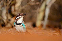 Long-tailed ground roller (Uratelornis chimaera), Reniala Forest, Madagascar, October 2019. Vulnerable species