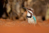 Long-tailed ground roller (Uratelornis chimaera), Reniala Forest, Madagascar, October 2019. Vulnerable species