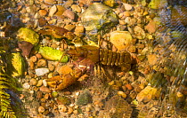 White-clawed crayfish (Austropotamobius pallipes) on riverbed, Staffordshire, UK. September.