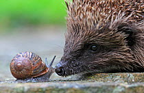 Close up of a European hedgehog (Erinaceus europaeus) sniffing a Garden snail (Helix aspersa), Peak District, UK. August.
