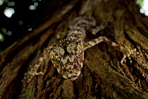 New species of Leaf-tailed gecko (Saltuarius eximius)on tree trunk in patch of rainforest. Cape Melville National Park, Cape York Peninsula, Queensland, Australia.