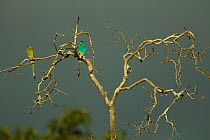 Golden-shouldered parrot (Psephotellus chrysopterygius) male and female perched in tree. Cape York Peninsula, Queensland, Australia. May.