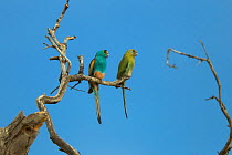 Golden-shouldered parrot (Psephotellus chrysopterygius) Cape York Peninsula, Queensland, Australia. May.