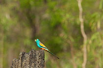 Golden-shouldered Parrot (Psephotellus chrysopterygius) male perched on termite mound containing his nest hole. Cape York Peninsula, Queensland, Australia. May.