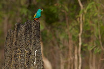 Golden-shouldered Parrot (Psephotellus chrysopterygius) male perched on termite mound containing his nest hole. Cape York Peninsula, Queensland, Australia. May.