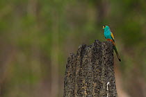 Golden-shouldered parrot (Psephotellus chrysopterygius) male perched on termite mound containing his nest hole. Cape York Peninsula, Queensland, Australia. May.