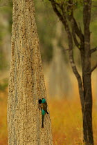 Golden-shouldered parrot (Psephotellus chrysopterygius) male at entrance to nest cavity in a termite mound. Cape York Peninsula, Queensland, Australia. May.