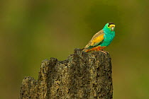 Golden-shouldered parrot (Psephotellus chrysopterygius) male perched on termite mound containing his nest cavity. Cape York Peninsula, Queensland, Australia. May.