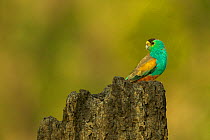 Golden-shouldered parrot (Psephotellus chrysopterygius) male perched on termite mound containing his nest cavity. Cape York Peninsula, Queensland, Australia. May.