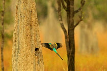 Golden-shouldered parrot (Psephotus chrysopterygius) male flying to nest cavity in termite mound. Cape York Peninsula, Queensland, Australia.