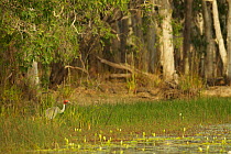 Sarus crane (Grus antigone) feeding at edge of Paperbark lined billabong. Piccaninny Plains Sanctuary, Cape York Peninsula, Queensland, Australia. September.