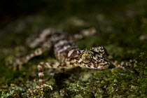 New species of Leaf-tailed gecko (Saltuarius eximius)on tree trunk in patch of rainforest. Cape Melville National Park, Cape York Peninsula, Queensland, Australia.