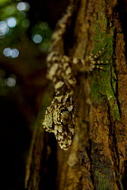 New species of Leaf-tailed gecko (Saltuarius eximius)on tree trunk in patch of rainforest. Cape Melville National Park, Cape York Peninsula, Queensland, Australia.