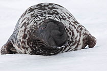 Hooded Seal (Cystophora cristata) hauled out, Magdalen Islands, Canada. March.