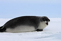 Hooded Seal (Cystophora cristata) pup, Magdalen Islands, Canada.