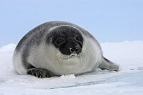 Hooded Seal (Cystophora cristata) pup, Magdalen Islands, Canada.