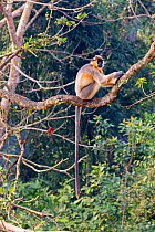 Capped langur (Trachypithecus pileatus), Trishna Wildlife Sanctuary, Tripura State, India