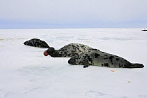 Hooded seal (Cystophora cristata) group on beach, Magdalen Islands, Quebec, Canada.