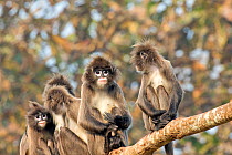 Phayre&#39;s leaf monkey (Trachypithecus phayrei) group perched on branch, Tripura state, India