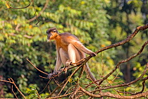 Capped langur (Trachypithecus pileatus) sitting on branch, Trishna Wildlife Sanctuary, Tripura State, India