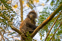 Phayre&#39;s leaf monkey (Trachypithecus phayrei) sitting on branch, Tripura state, India