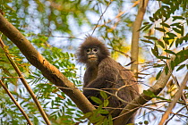 Phayre&#39;s leaf monkey (Trachypithecus phayrei) sitting in tree, Tripura state, India