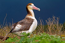 Short-tailed Albatross or Steller&#39;s Albatross ( Phoebastria albatrus), juvenile, Sand Island, Midway, Hawaii