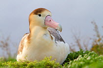 Short-tailed albatross (Phoebastria albatrus) juvenile, Sand Island, Midway, Hawaii