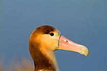 Short-tailed albatross (Phoebastria albatrus) juvenile, Sand Island, Midway, Hawaii