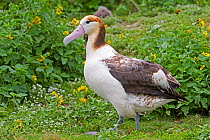 Short-tailed albatross (Phoebastria albatrus) juvenile, Sand Island, Midway, Hawaii.