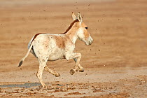 Indian wild ass (Equus hemionus khur) running, Wild Ass Sanctuary, Little Rann of Kutch, Gujarat, India