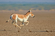 Indian wild ass (Equus hemionus khur) running, Wild Ass Sanctuary, Little Rann of Kutch, Gujarat, India
