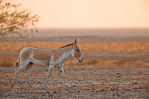 Indian wild ass (Equus hemionus khur) , Wild Ass Sanctuary, Little Rann of Kutch, Gujarat, India
