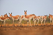 Indian wild asses (Equus hemionus khur) herd, Wild Ass Sanctuary, Little Rann of Kutch, Gujarat, India